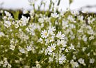 2015-06-04 14-22-07 0056 Whitehead