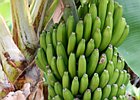2016-06-16 11-43-54 004 Funchal, Madeira