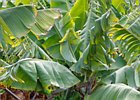 2016-06-16 11-50-48 004 Funchal, Madeira