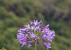 2016-06-19 12-05-14 047 Ponta Delgada, Madeira
