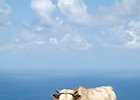 2016-06-16 13-56-19 034 Ponta do Pargo, Madeira