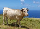 2016-06-16 14-04-40 039 Ponta do Pargo, Madeira