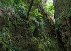 2016-06-19 16-24-34 089 Ribeiro Frio, Madeira
