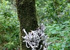 2016-06-19 16-40-16 094 Ribeiro Frio, Madeira