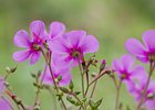 2016-06-19 17-24-43 131 Ribeiro Frio, Madeira