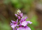 2016-06-19 17-37-50 149 Ribeiro Frio, Madeira