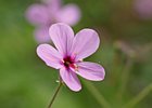 2016-06-19 17-46-44 157 Ribeiro Frio, Madeira