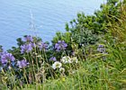 2016-06-19 13-01-00 056 Sao Jorge, Madeira