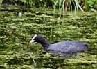 2011-06-26 14-33-37 0016 Meerkoet