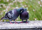 2011-07-22 14-47-23 0060 Tortelduiven