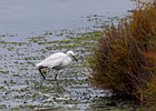 2011-07-26 11-29-48 0093 Witte reiger?