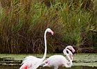 2011-07-26 11-47-02 0106 Flamingo's