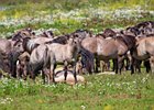 2017-08-06 13-41-33 0041 Oostvaardersplassen
