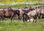 2017-08-06 13-42-21 0042 Oostvaardersplassen