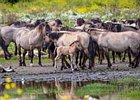 2017-08-06 13-57-37 0067 Oostvaardersplassen