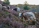 2019-08-25 08-30-13 0010 Posbank Veluwezoom