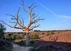2019-08-25 08-40-42 0027 Posbank Veluwezoom
