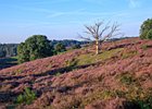 2019-08-25 08-54-41 0036 Posbank Veluwezoom